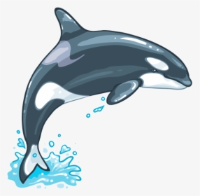 Killer Whale Png, Transparent Png, Transparent PNG