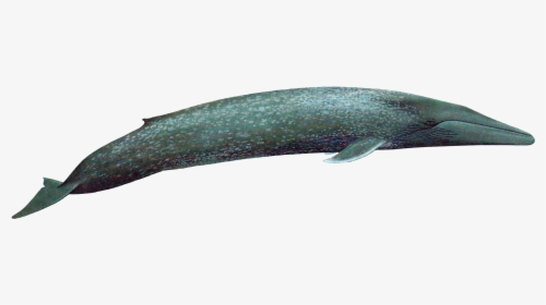 Baleen Whale Png, Transparent Png, Transparent PNG