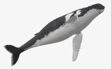 Wal, Humpback Whale, Animal, Maritime - Killer Whale, HD Png Download, Transparent PNG