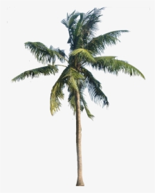 Clip Art Palm Trees Background - Transparent Background Palm Tree Png, Png Download, Transparent PNG