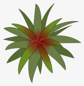 Plant Png Great Interior - Bromelia, Transparent Png, Transparent PNG