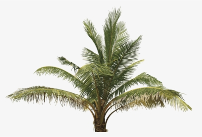 Transparent Top View Of Tree Png - Oil Palm Tree Png, Png Download, Transparent PNG