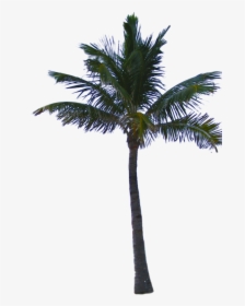 Palm Tree Png Psd - Palm Tree Png File, Transparent Png, Transparent PNG