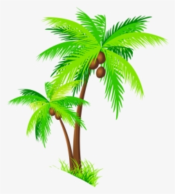 Coconut Tree Clipart - Palm Trees With Coconuts Png, Transparent Png, Transparent PNG