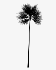 Palm Tree Silhouette - Silhouette White Palm Tree Png, Transparent Png, Transparent PNG