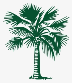 Picture - Palm Trees, HD Png Download, Transparent PNG