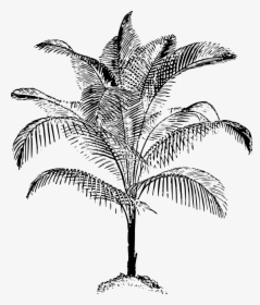 Black & White Sketch Of Coconut Trees, HD Png Download, Transparent PNG