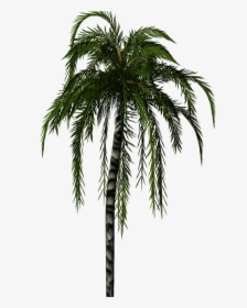 Clip Art Palm Tree Texture - Palm Tree Render Png, Transparent Png, Transparent PNG