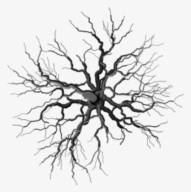 Transparent Dead Tree Clipart - Tree Top Png Black And White, Png Download, Transparent PNG