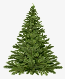 Temperate Coniferous Forest - Live Christmas Tree, HD Png Download, Transparent PNG