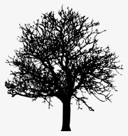 Tree Silhouette No Background, HD Png Download, Transparent PNG