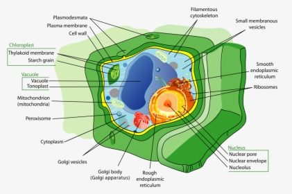 Plant Cell Diagram Cytoskeleton, HD Png Download, Transparent PNG