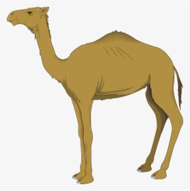 Dromedary Computer Icons Clip Art - Clipart Of Camel, HD Png Download, Transparent PNG