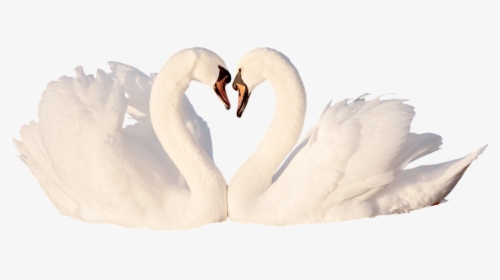 Swan, Love, Bird, White, Feather, Romantic, Swans, - Tundra Swan, HD Png Download, Transparent PNG