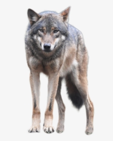 Wolf Png, Transparent Png, Transparent PNG