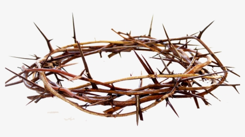 Crown Of Thorns Png Free Pic - Crown Of Thorns Png, Transparent Png, Transparent PNG