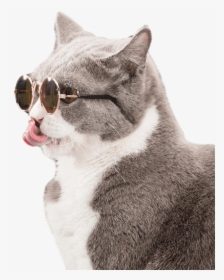 Cat With Sunglasses Png, Transparent Png, Transparent PNG