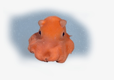 Real Life Flapjack Octopus, HD Png Download, Transparent PNG