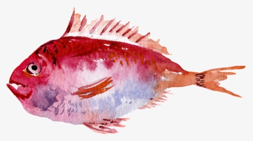 Red Watercolor Hand Painted Goldfish Transparent - Sole, HD Png Download, Transparent PNG