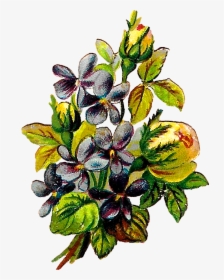 Rose Violets Flowers Floral Clipart Botanical Art Illustration - Beach Plum, HD Png Download, Transparent PNG
