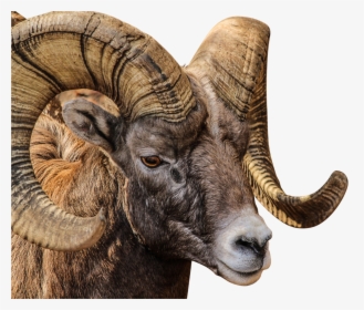 Ram Animal Png, Transparent Png, Transparent PNG