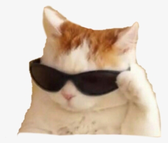 #memes #cat - Sunglasses Cat Meme, HD Png Download, Transparent PNG