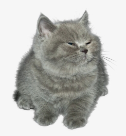 Cat Kitten Cat Mammal Small To Medium Sized Cats Whiskers - Chubby Grey Kitten, HD Png Download, Transparent PNG