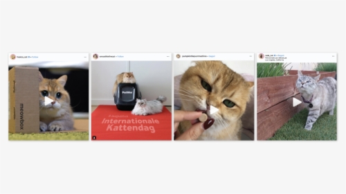Catfluencers Sponsored Posts Cat Stuff - Kitten, HD Png Download, Transparent PNG