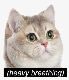 Heavy Breathing Cat Meme, HD Png Download, Transparent PNG