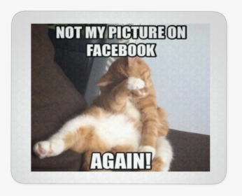 Most Funniest Cat Memes Ever, HD Png Download, Transparent PNG