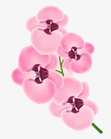 Pink Orchid Png Clipart Image - Transparent Background Orchid Clipart, Png Download, Transparent PNG