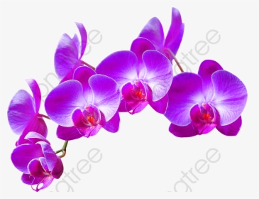 Transparent Background Orchid Vine Transparent, HD Png Download, Transparent PNG