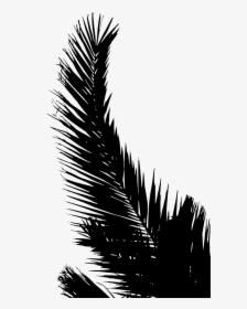 Palm Trees Line Silhouette Leaf Sky - Palm Tree Leaves Silhouette, HD Png Download, Transparent PNG