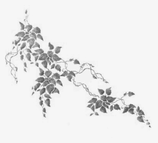#ivy #silhouette #vines #leaves #plants #decoration - Ivy Photoshop, HD Png Download, Transparent PNG
