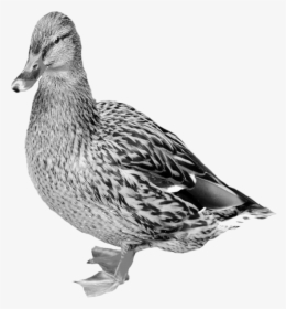 Mallard Png Free Download - Goose Bill Vs Duckbill, Transparent Png, Transparent PNG