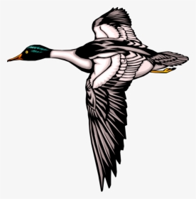 Vector Illustration Of Mallard Duck Bird In Flight - Mallard Ducks Flying Silhouette, HD Png Download, Transparent PNG