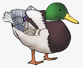 Ducks Clipart Mallard - Mallard Transparent Background Duck Clipart, HD Png Download, Transparent PNG