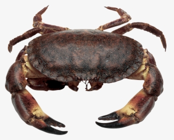 Download This High Resolution Crab High Quality Png - Brown Crab, Transparent Png, Transparent PNG