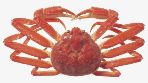 Crab Png - Crabs, Transparent Png, Transparent PNG