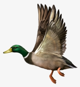 Mallard Drawing Wing - Duck Flying Vector, HD Png Download, Transparent PNG