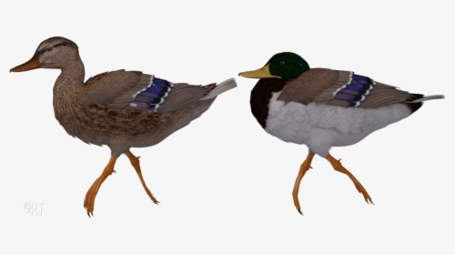 Transparent Flying Mallard Duck Clipart - Mallard, HD Png Download, Transparent PNG