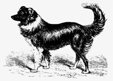 Vintage Dog Drawing, HD Png Download, Transparent PNG