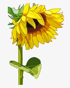 Drawn Mason Jar Sunflower Png - Sunflower Vector, Transparent Png, Transparent PNG