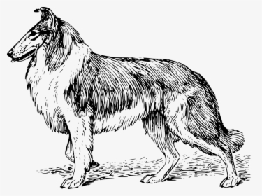 Line Art,collie,monochrome Photography - Collie Coloring Pages, HD Png Download, Transparent PNG