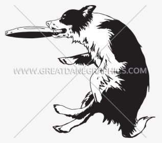 Transparent Dogs Playing Clipart - Border Collie Frisbee Clipart, HD Png Download, Transparent PNG