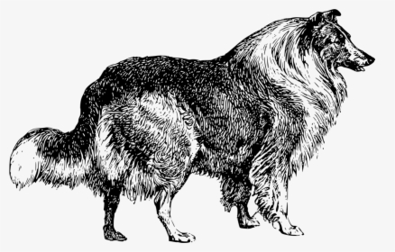 Line Art,wildlife,tail - Collie Dog Clip Art Black And White, HD Png Download, Transparent PNG
