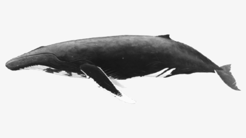 Whale, HD Png Download, Transparent PNG