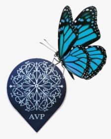 Blue Butterfly With White Background, HD Png Download, Transparent PNG