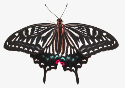 Transparent Background Butterfly Png Free, Png Download, Transparent PNG