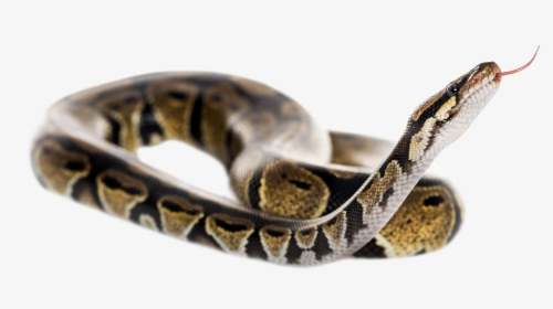 Reptile Tongue Png - Ball Python Snake Transparent Background, Png Download, Transparent PNG